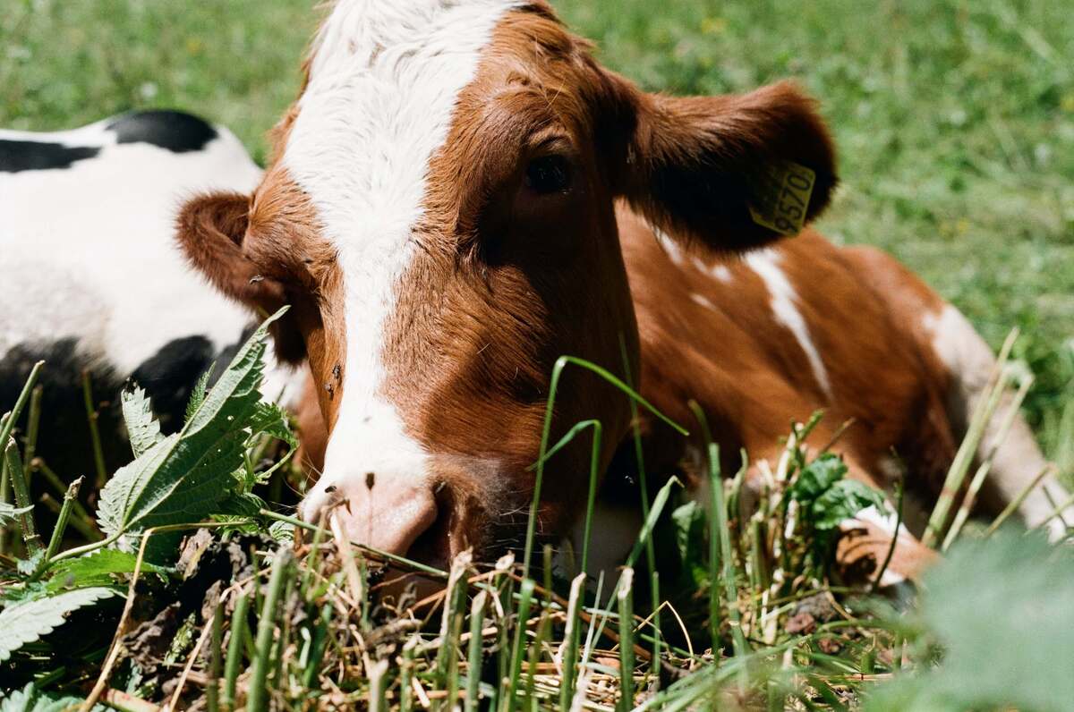 Picture of Alpine Escape