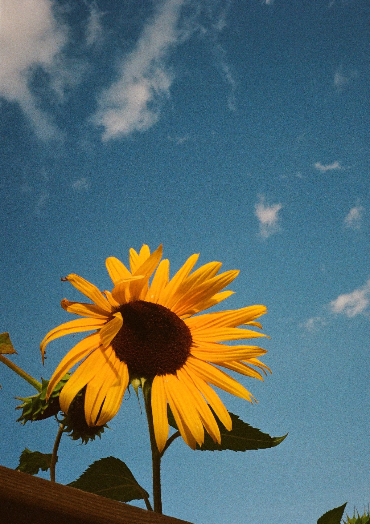 Picture of Grain of Ukraine