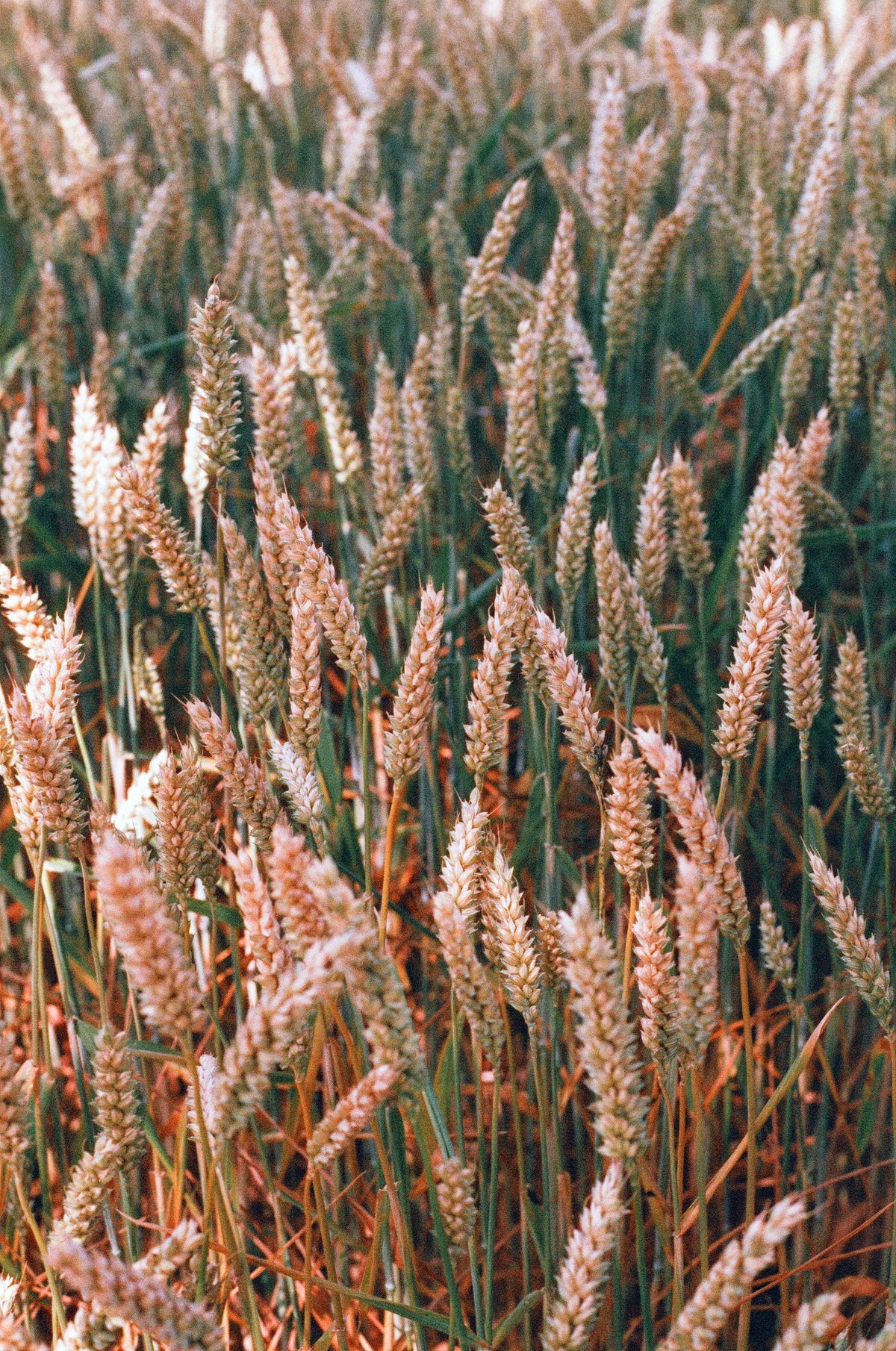 Preview of Grain of Ukraine