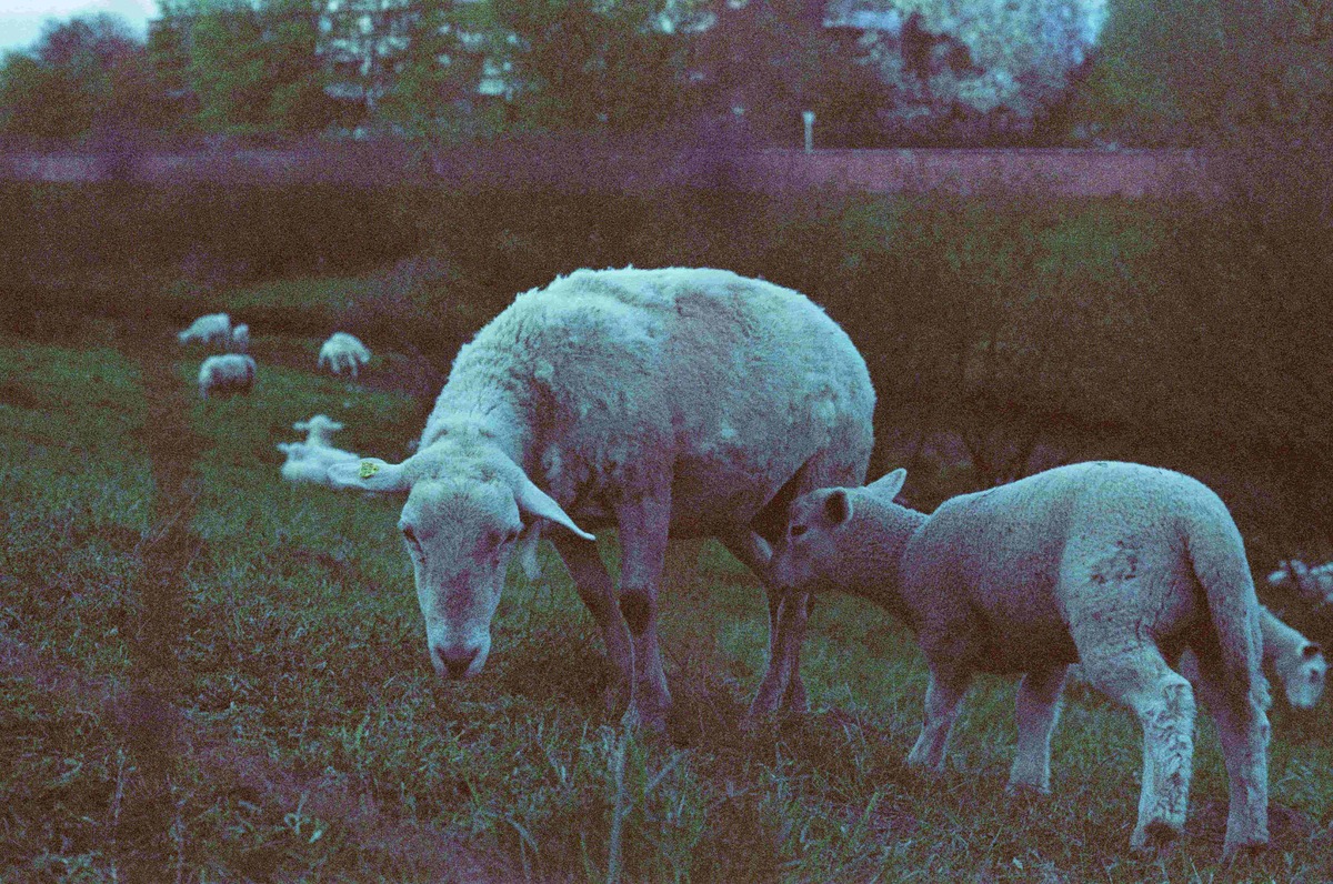 Picture of Moments of Stillness