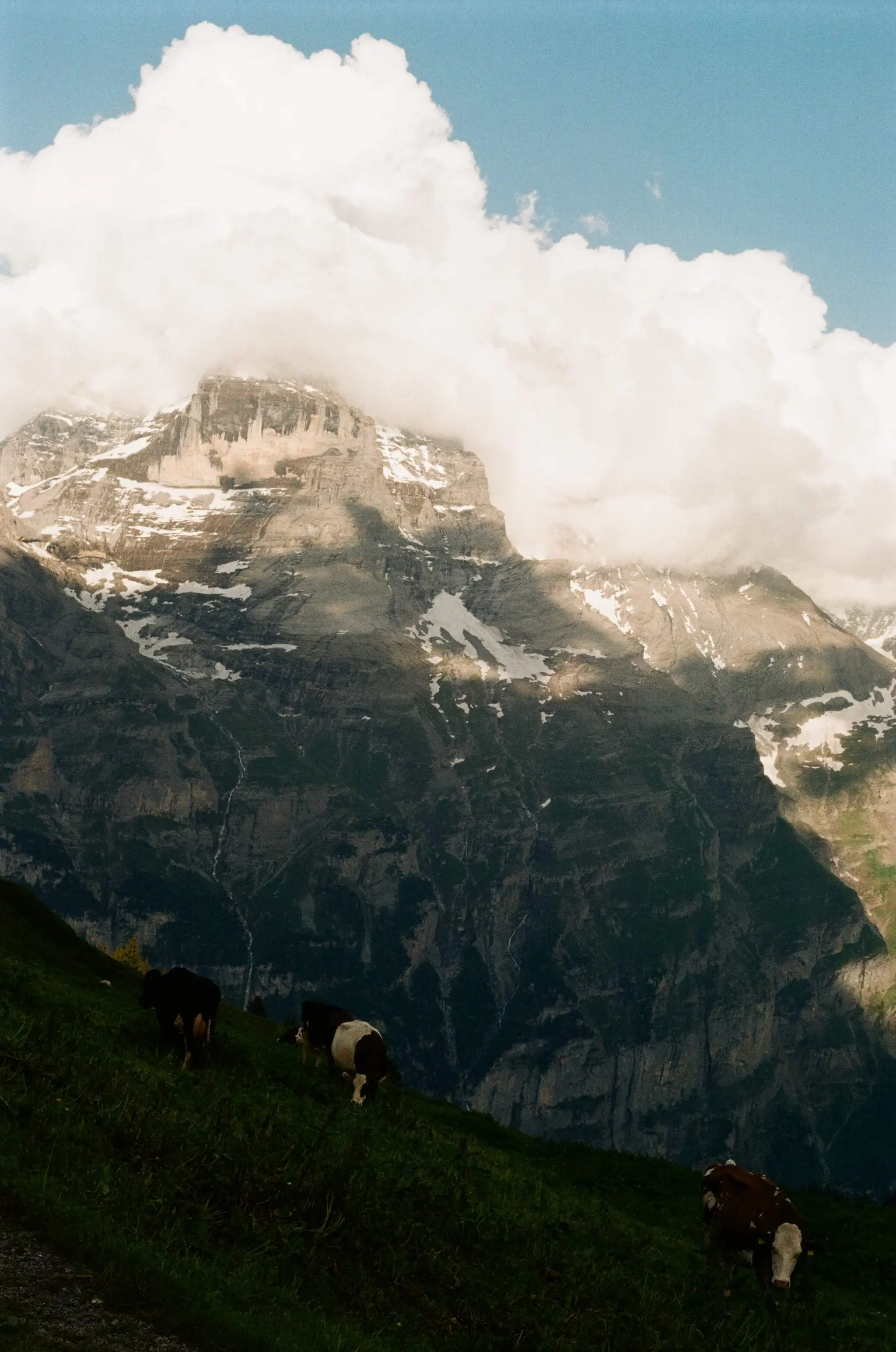 Tinkle of bells..., Mürren, Switzerland, 2024