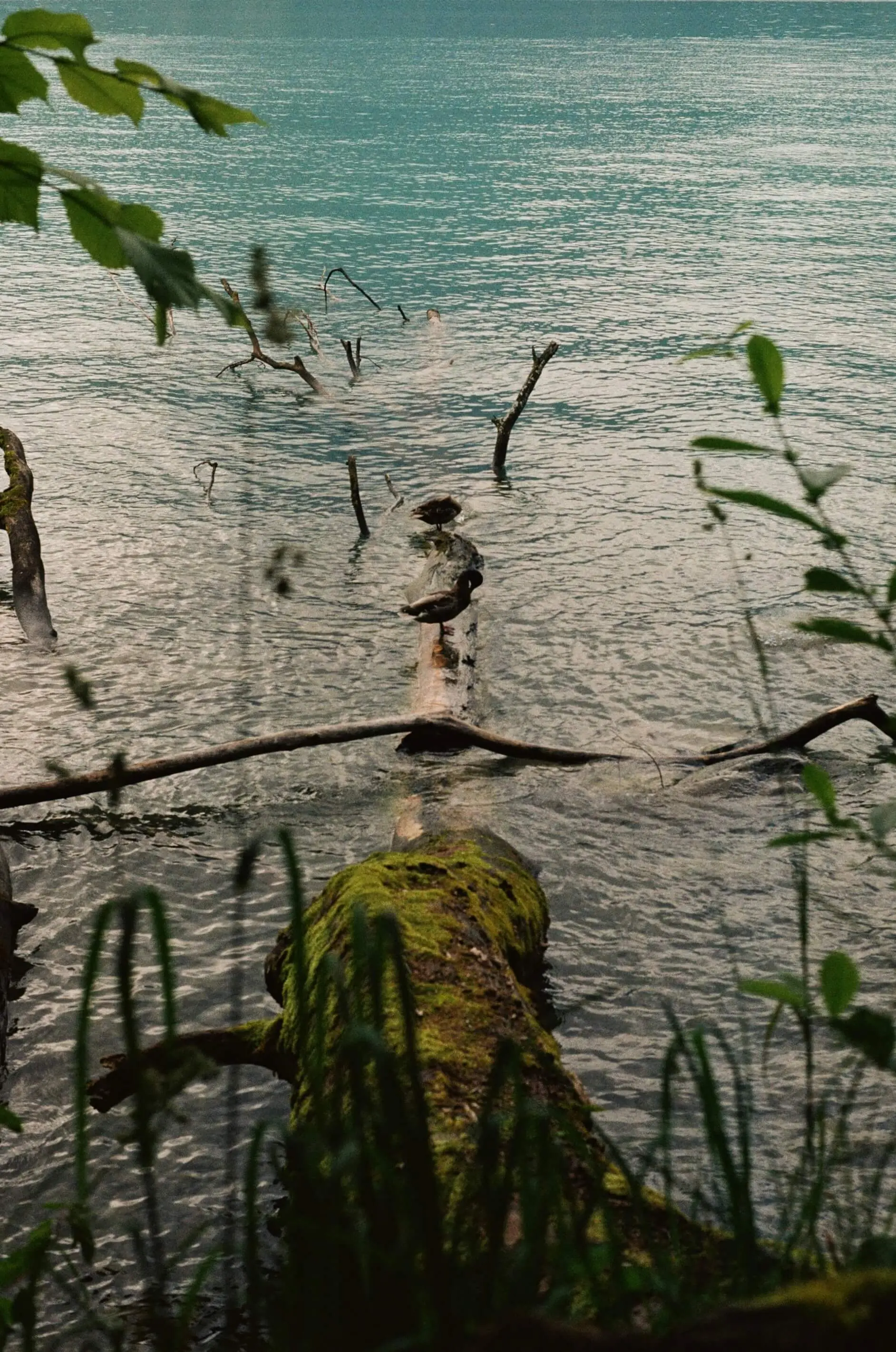 Lonely duck., Lake Thun, Switzerland, 2024