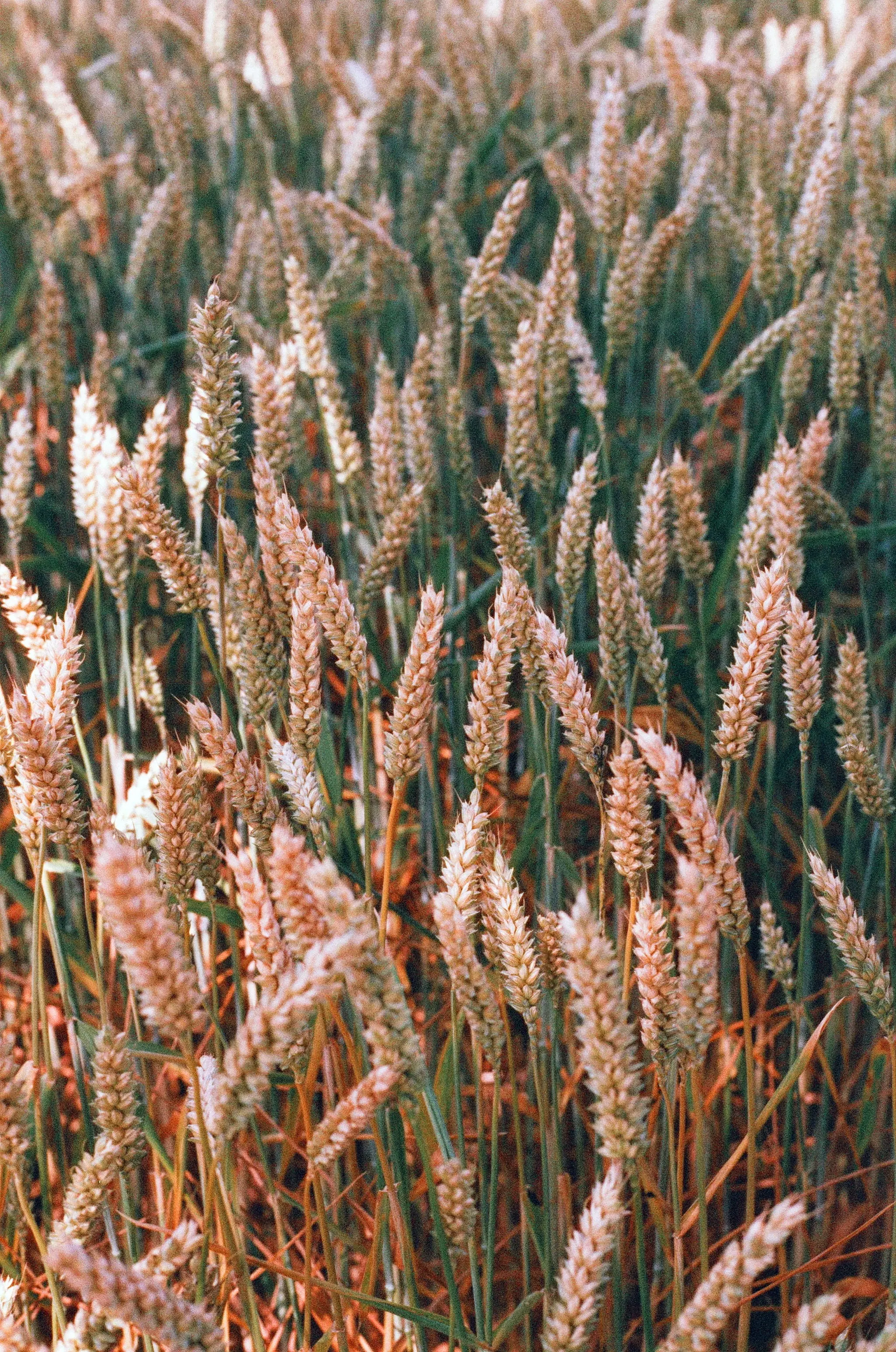 Golden fields, which remind me of home., Germany, 2025