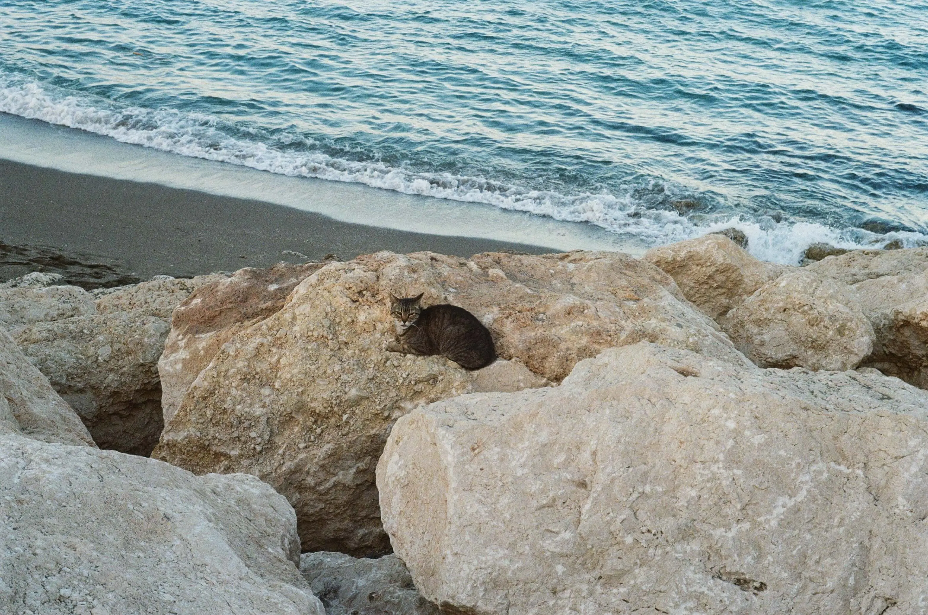 A cat on the beach, Malaga, 2023